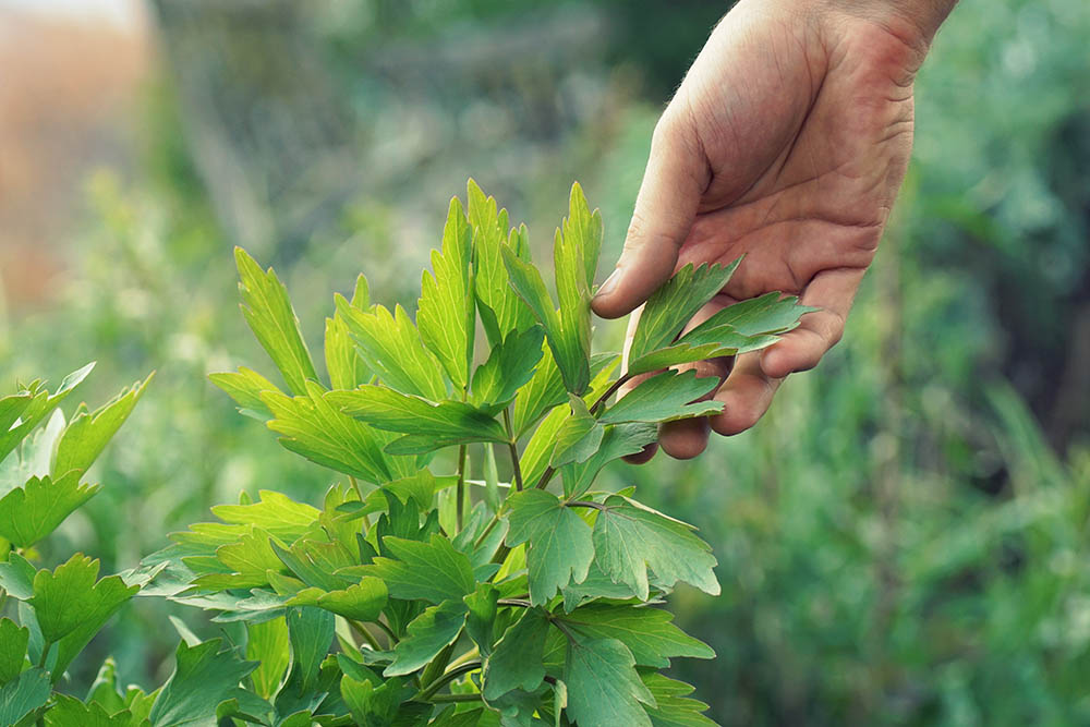 How to grow a big and healthy lovage
